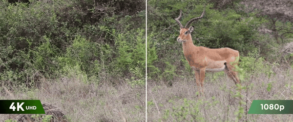 trail camera 4K vs Full HD